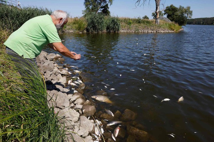 En el Oder, fronterizo con Polonia, se busca el origen de la muerte masiva de peces que se extendió ya hasta el Báltico.
