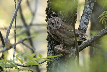 Un autillo descansa en la rama de un árbol. 