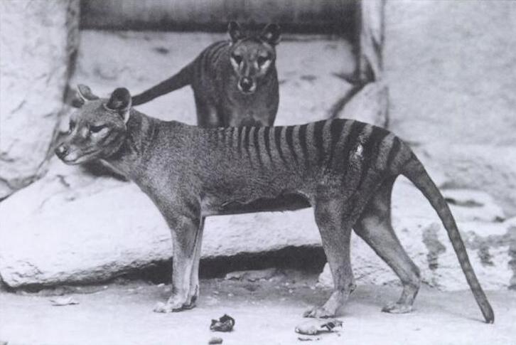 Dos ejemplares de tigre de Tasmania, macho y hembra, fotografiados en 1902.