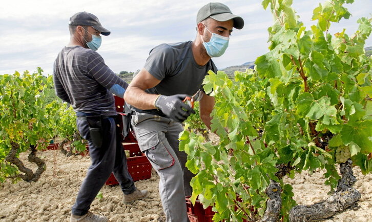 Vendimiadores trabajando en una viña, en una imagen de archivo.