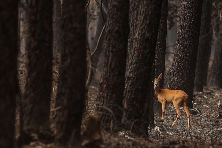 Un cervatillo en uno de los masivos forestales arrasados por el fuego en Gironda.