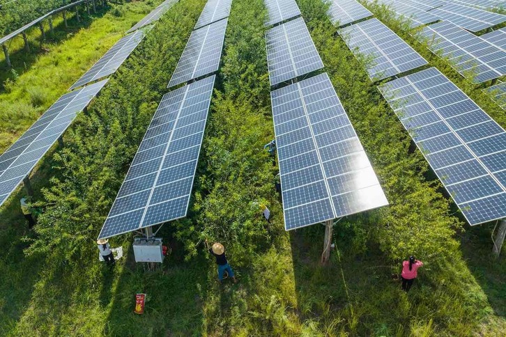 Agricultores recogiendo pimientos de Sichuan en un campo bajo paneles solares en Bijie, en la provincia de Guizhou, suroeste de China.