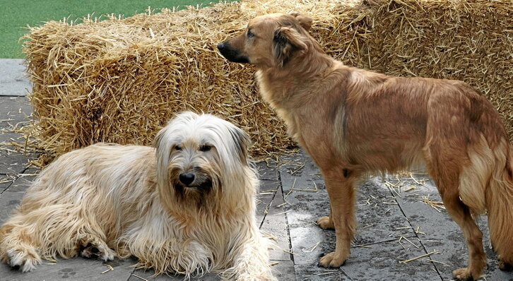 «Iletsu» eta «Gorbeia», bi euskal artzain txakur motak.