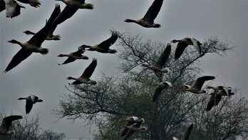 Antzara-hankagorriztak