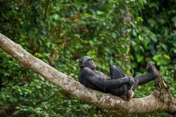 Un ejemplar de bonobo descansa sobre la rama de un árbol en la República Democrática del Congo.