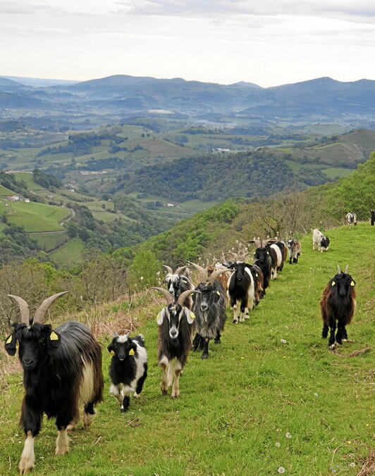 Pirinioetako ahuntzaren esnea hobea da, aberatsagoa.