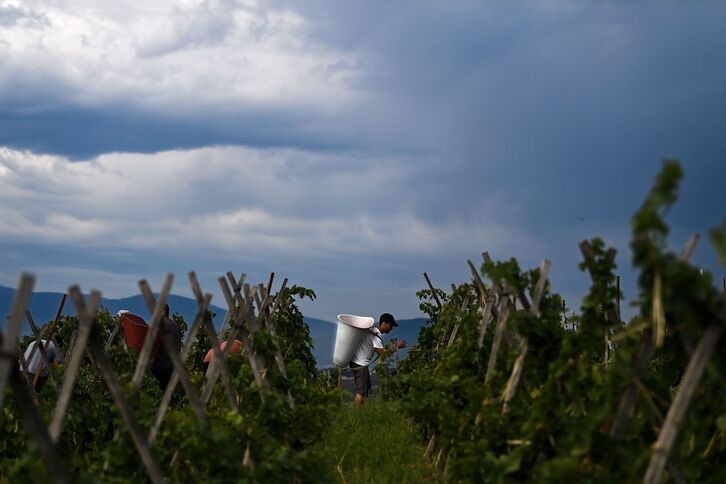 Imagen de un hombre trabajando en un viñedos en el Estado francés.