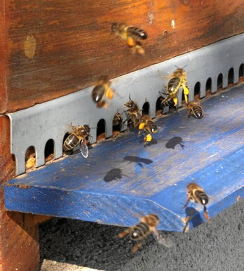 Abejas acarrean polen en los saquitos de sus patas hasta la colmena.