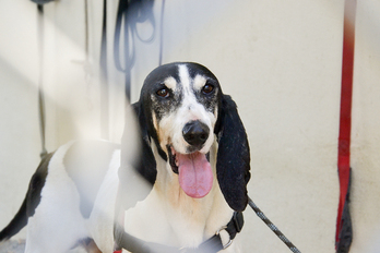 La SPA a annoncé avoir recueilli 16 457 animaux dans l'Hexagone entre mai et août cette année.