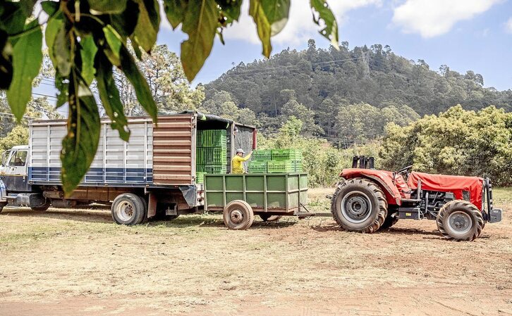 Un tractor carga la producción de aguacate en uno de los campos de Tancítaro, municipio de Michoacán. Fotografía: Fred Ramos