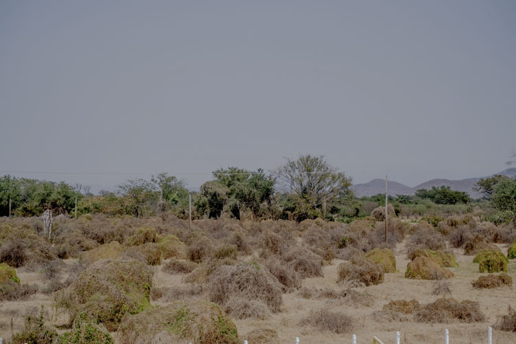 Plantación de limón abandonada después de ser tomada por grupos del crimen organizado.