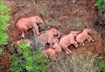 La manada de elefantes cerca de la ciudad de Kunming en junio. La manada de elefantes cerca de la ciudad de Kunming en junio.