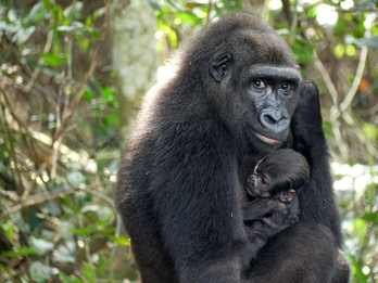 Gorila heldua gorila kumearekin, Gabonen.