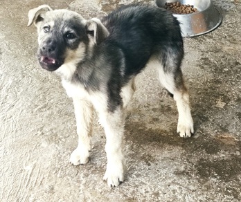 Imagen de un perro con rabia hallado en Melilla el pasado  mes de enero.