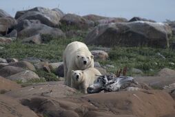 Una osa polar hembra y su cachorro buscan algo para comer en la costa de la Bahía de Hudson cerca de Churchill.