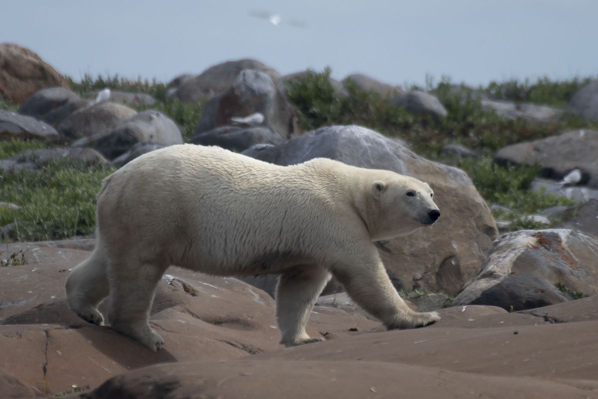Una osa polar camina entre rocas para encontrar algo para comer. (Oliver MORIN / AFP)