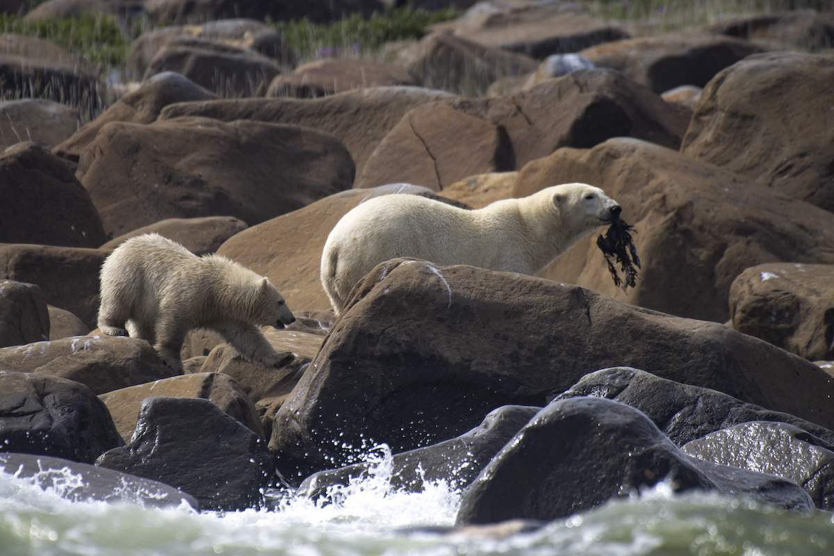 Una osa polar busca comida junto a su cachorro. (Oliver MORIN / AFP)