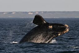 Una ballena franca austral, cerca de Puerto Madryn, en Argentina.