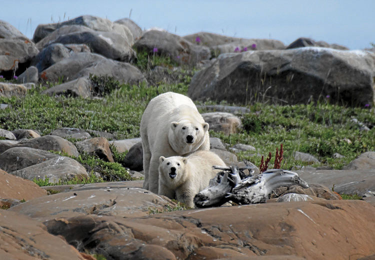 Elikatzeko aukera gutxi izaten da uda sasoian, eta egoera horrek kolokan jartzen du biziraupena. Ikerlarien arabera, emeen ernalkuntzan ere eragina izaten ari da.