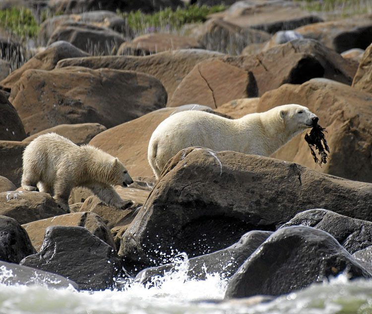 Udako hilabeteak izaten dira gogorrenak hartz zuriarentzat. Izotz faltak lehorrean geratzera behartzen ditu, haien harrapakinetatik urrun, fokengandik, kasu