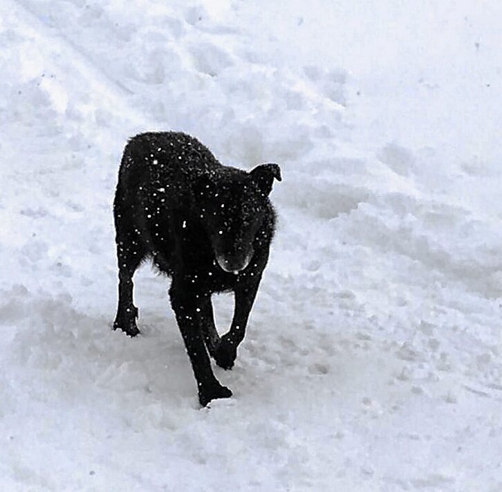 Goiko argazkian, «Norte». Duela hogei bat urte norbaitek utzi zuen Benasque inguruan eta geroztik han bizi izan da, mendizaleak lagunduz eta babestuz. (PUIG ANDREU)