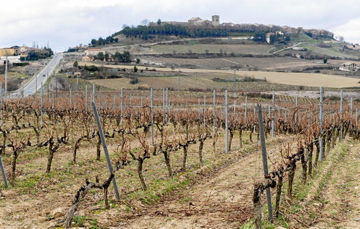 Imagen invernal de los viñedos situados junto a Guardia.