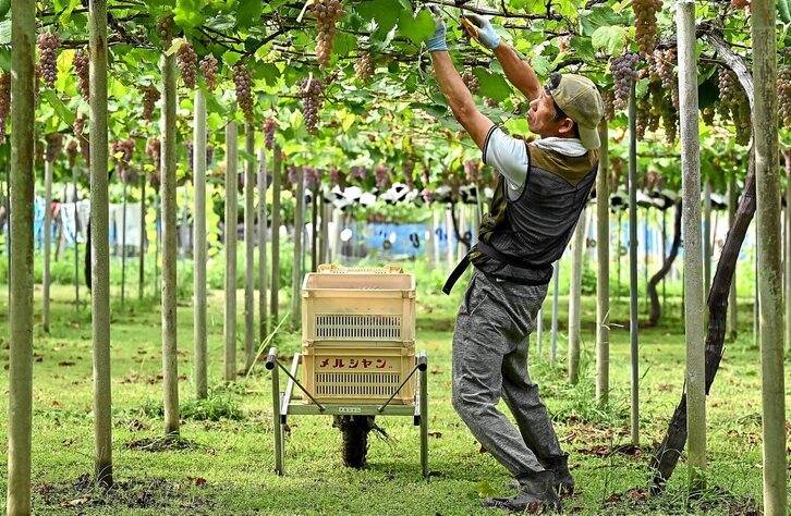 Argazkiak: Richard Brooks | AFP