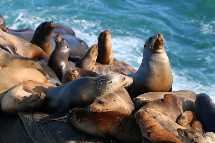 Una investigación ha revelado que las focas tienen sentido del ritmo.
