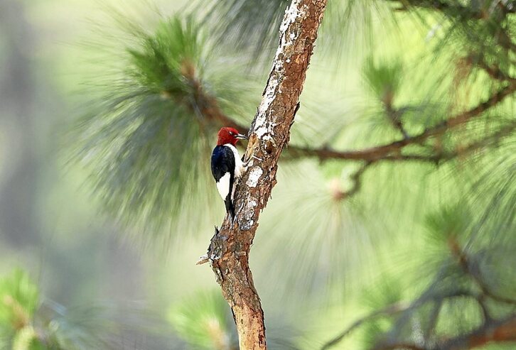 Okil gorria Ipar Carolinako golf zelai batean (David CANNON / AFP PHOTO)