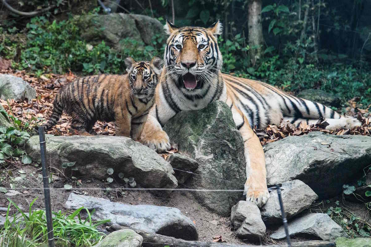 Desagertzeko arrisku larrian dagoen tigre korear bat kume batekin, Yongin hiriko Everland parke tematikoan (Anthony WALLACE / AFP PHOTO)