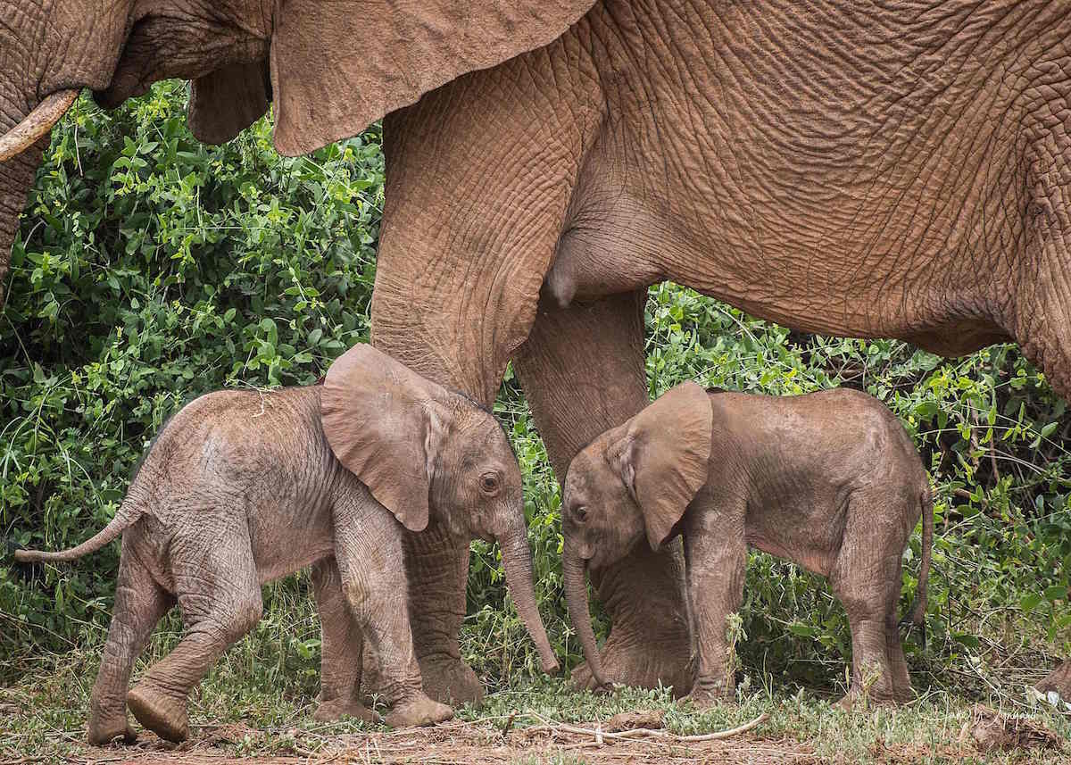 bi elefante kume Kenyako Samburu erreserba naturalean (Jane WYNYARD / AFP PHOTO)
