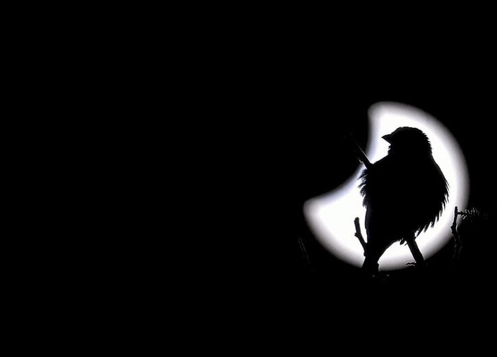 Argazkia: Ozan Kose | AFP