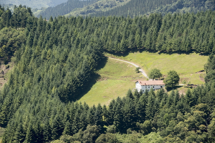 Pinudi bat Bizkaian, artxiboko irudian.