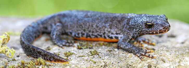En la página anterior, un tritón alpino, una de las especies cuya presencia en Euskal Herria más preocupa. Sobre estas líneas, una abeja de la miel libando de una flor.