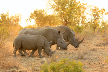 Rinocerontes en la sabana africana.