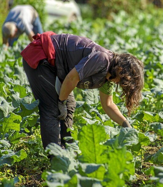 El sector agrícola ha experimentado una mejoría.