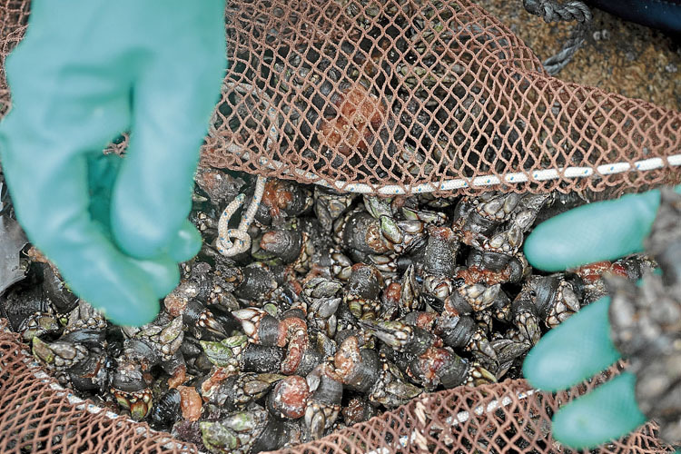 Una percebeira muestra un puñado de percebes recogidos en Corme (Ponteceso).