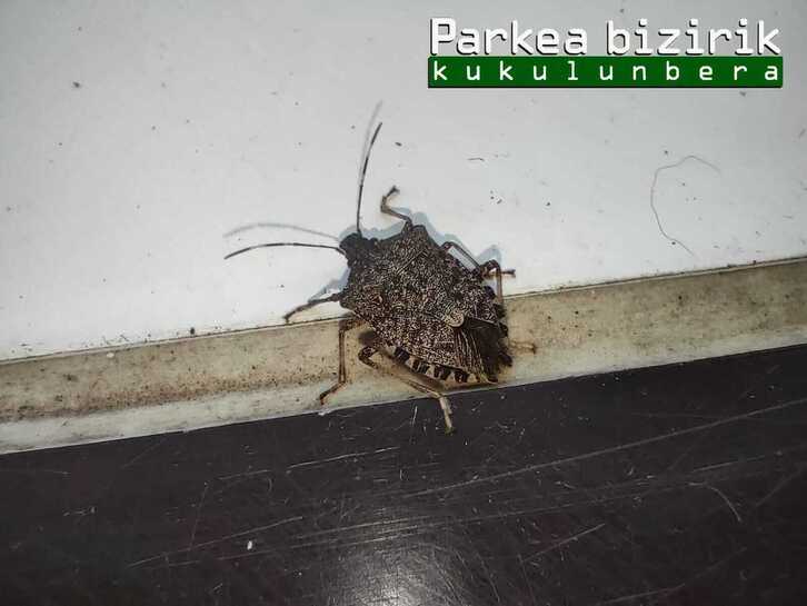 La chinche marrón marmolada es un insecto aplanado de menos de 2 centímetros que se distingue por manchas claras rectangulares en el abdomen.