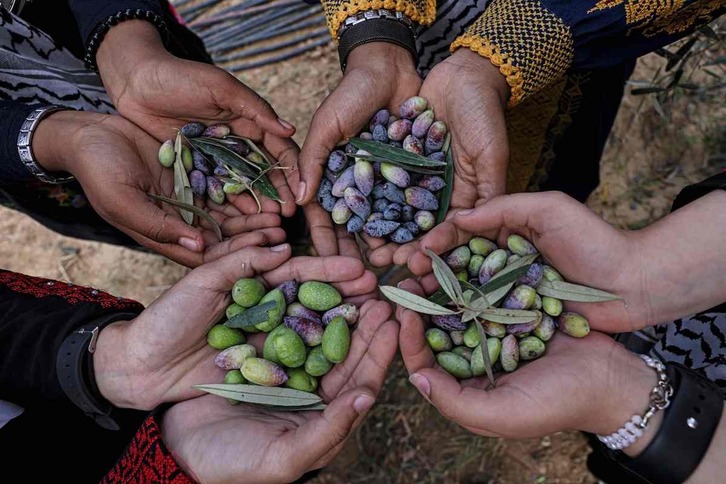Mujeres palestinas muestran la cosecha de aceitunas en Deir-al-Balah, en Gaza.