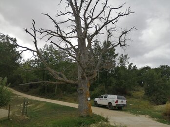 Uno de los 28 robles secados con herbicida por un agricultor.