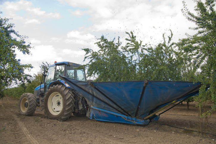 La recolección de la endrina está mecanizada y se realiza con tractor y vareando las ramas para que caigan sobre una lona.