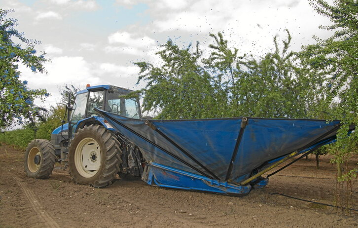 La recolección de la endrina está mecanizada y se realiza con tractor y vareando las ramas para que caigan sobre una lona.