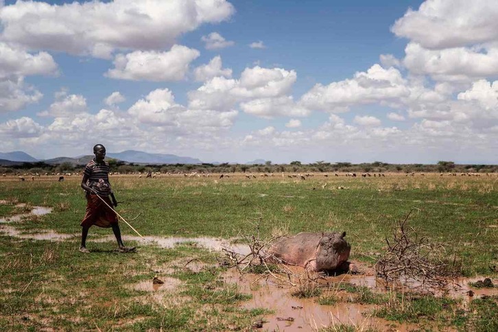 Un hombre se acerca a un hipopótamo en la reserva nacional Buffalo Springs, golpeada por la sequía, en Kenia.
