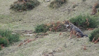 Un ejemplar de lobo, en una imagen de archivo. 