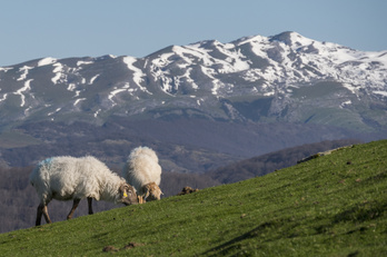 Ovejas pastando en un monte vasco. 