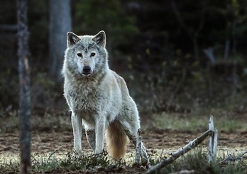 El lobo afectado por toxoplasmosis tiene 46 veces más posibilidades de imponerse en la manada.