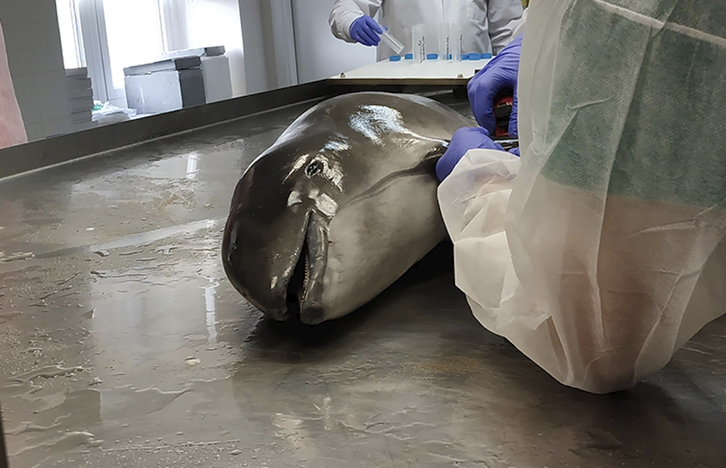 Irudian, ikerlariak UPV/EHUko Plentziako Itsas Estazioan lanean.