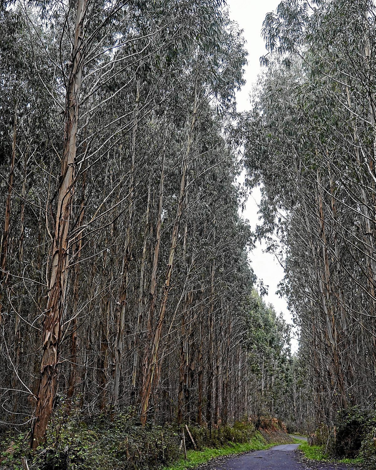 Bizkaian ugaritu egin dira eukalipto sailak. (Monika DEL VALLE / FOKU)