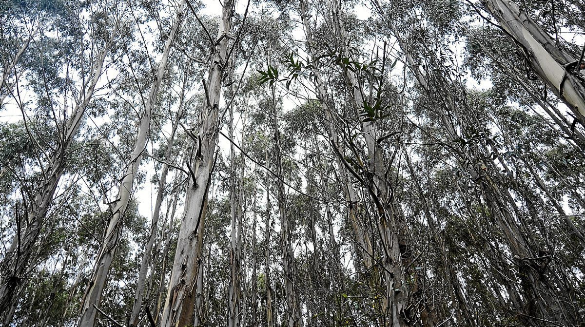Eukalipto landaketen hedapen handiak herritarren kezka eragin du udalerri ezberdinetan, eta Baso Biziak izeneko mugimenduaren barruan plataformak sortu dira. (Monika DEL VALLE / FOKU)