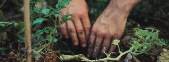 De los 18 nutrientes esenciales para las plantas, 15 de ellos son suministrados por los suelos.